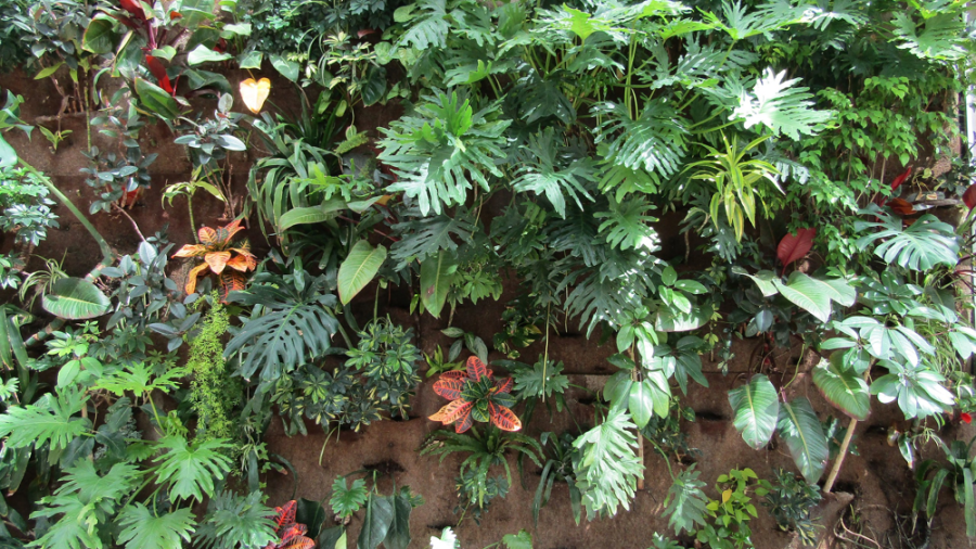 کاشت آپارتمانی: اصول انتخاب پوشش سبز گیاهی برای فضای داخلی